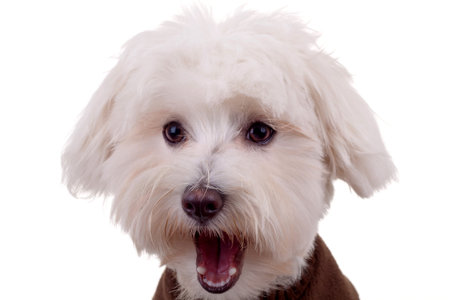 cute face of a bichon with tongue exposed over blue background 