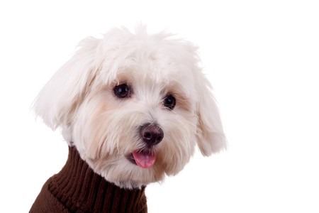 closeup picture of a bichon maltese with tongue exposedの写真素材