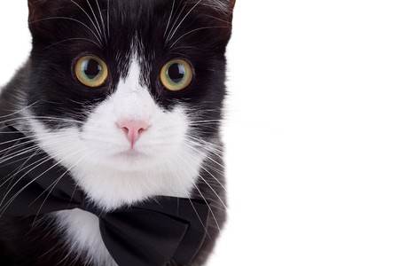 closeup picture of a cute black and white cat wearing a neck bow looking at the cameraの写真素材