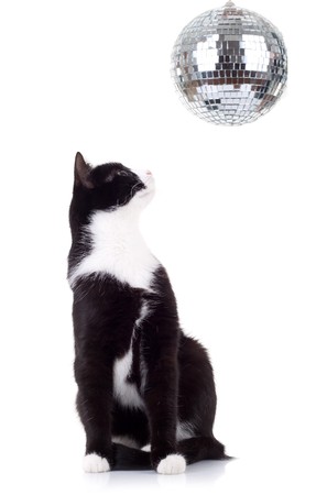 cute black and white cat  looking up for a disco ballの写真素材