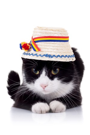 cute black and white cat wearing a traditional romanian hatの写真素材