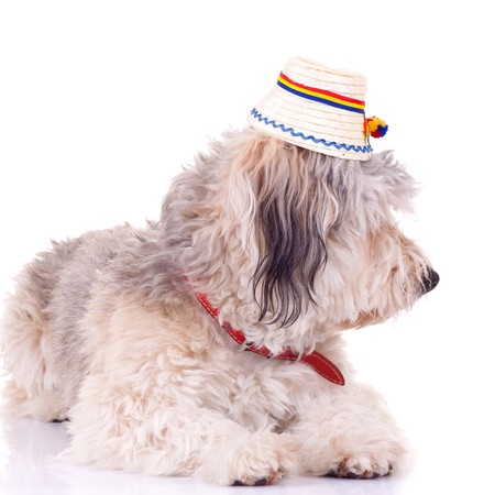 bearded collie puppy seated on a white background , wearing a traditional hatの写真素材