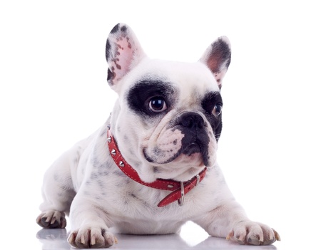 seated French Bulldog  in front of a white background の写真素材