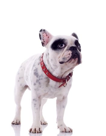 curious french bulldog standing on a white backgroundの写真素材