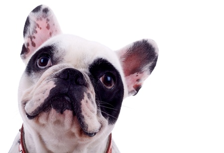 head of french bulldog isolated on a white background の写真素材