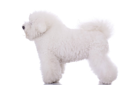 side view of an amazing bichon frise, standing on white backgroundの写真素材