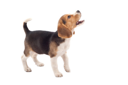 cute purebred beagle looking at something and barking isolated over white の写真素材