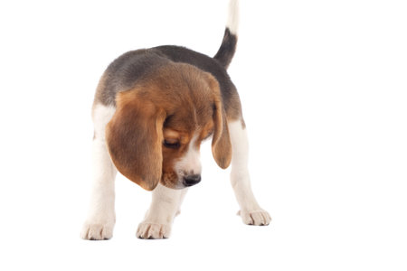 picture of a beagle looking at something in front of white background の写真素材