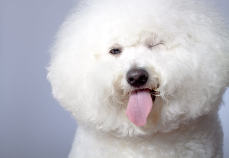 picture of a winking bichon frise on a grey background
