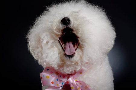 picture of a cute bichon frise wearing a big pink ribbon and laughing for the cameraの写真素材