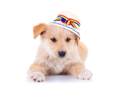 picture of a cute yellow stray dog wearing a romanian traditional hatの写真素材