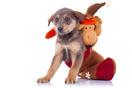 cute stray puppy with a toy wrapped around it , isolated on white background の写真素材