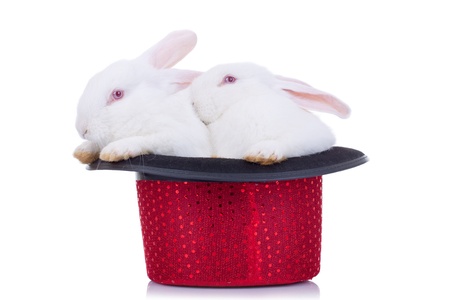 Two cute bunnies in a red hat, standingの写真素材