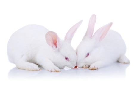 two adorable white bunnies eating a carrot, isolatedの写真素材