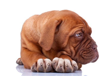 seated Puppy of Dogue de Bordeaux (French mastiff) looking at something to it's sideの写真素材