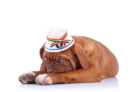 sad french mastiff wearing a traditional hat from maramures region in romaniaの写真素材