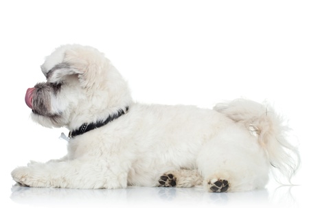 side view of a cute bichon havanese licking its nose on a white backgroundの写真素材