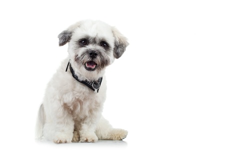 amazed little bichon havanese puppy on white backgroundの写真素材