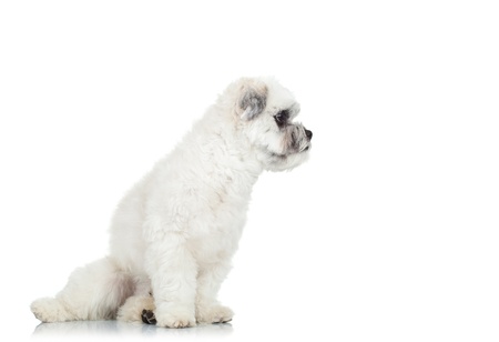 side view of a cute little bichon havanese puppy sitting and looking away, over whiteの写真素材