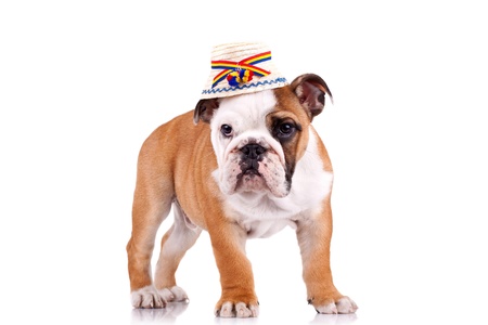 cute english bulldog puppy wearing a traditional romanian hat from maramures countyの写真素材