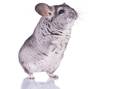 curious Young Chinchilla standing on its hind legs, over whiteの写真素材