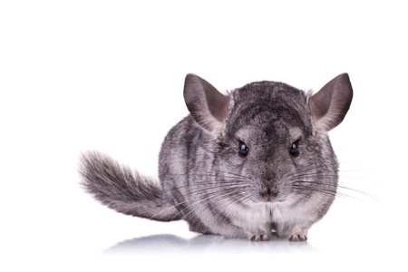 alert Young Chinchilla looking at the camera on a white backgroundの写真素材