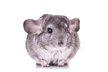 Young Chinchilla sitting sad on a white backgroundの写真素材
