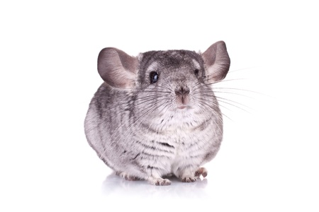 picture of a curious Young Chinchilla over white backgroundの写真素材