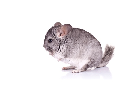 Young Chinchilla on a white background, side viewの写真素材