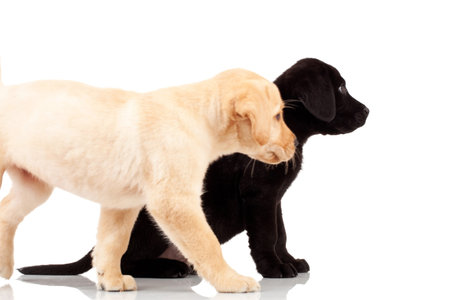 two cute labrador puppies - both very curious , looking at something to their sideの写真素材