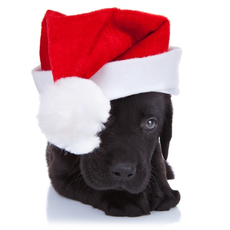 cute little santa - shy black labrador puppy with santa cap over white backgroundの写真素材