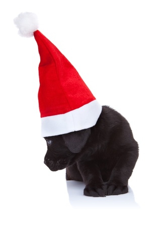 cute little santa - black labrador puppy with big santa cap looking at its sideの写真素材