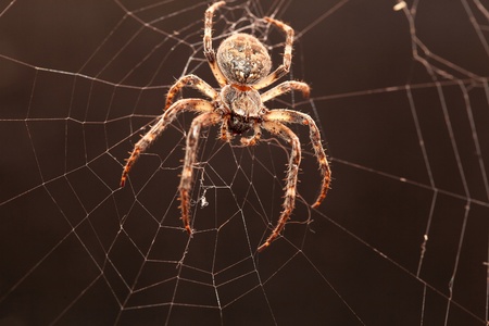 Dreadful Cross spider on his net in the darkness. の写真素材