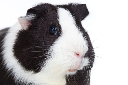 Close up of a adorable guinea pig isolated