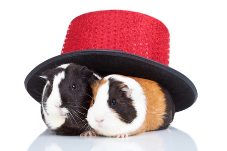 Two adorable guinea pigs with a red magician hat の写真素材