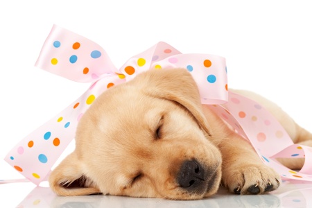 cute little labrador puppy wrapped as a present in a pink ribbon, sleeping on white backgroundの写真素材