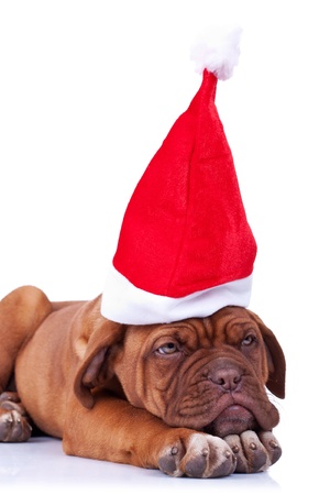 santa puppy looking a little tired after giving all the presentsの写真素材