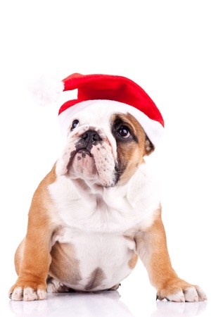 cute little santa english bulldog puppy looking to something upの写真素材