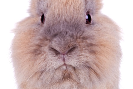 closeup picture of a cute brown rabbit's head, on white backgroundの写真素材