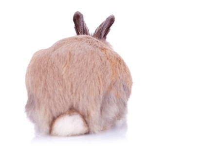 back view of a cute brown little rabbit, on white backgroundの写真素材
