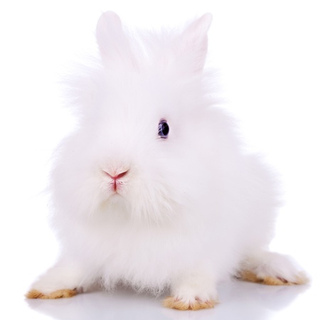 curious little white bunny seated on a white backgroundの写真素材