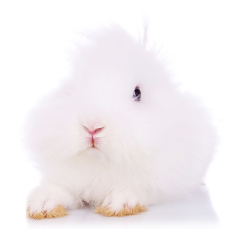 little bunny looking like a real fur ball, on white backgroundの写真素材