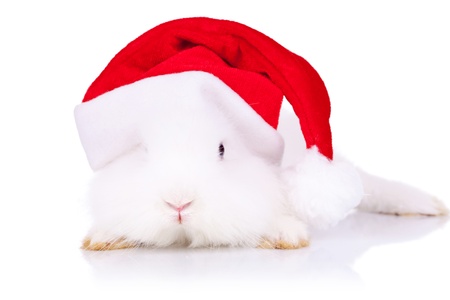curious little santa bunny looking to the camera on white backgroundの写真素材