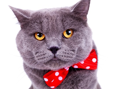 head of a cute big english cat wearing a red bow tie on white backgroundの写真素材