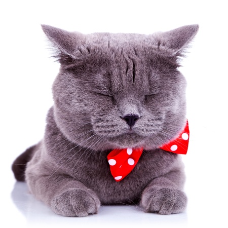 British shorthair grey cat sleeping on white backgroundの写真素材