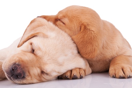 two adorable little labrador retrievers sleeping on white backgroundの写真素材