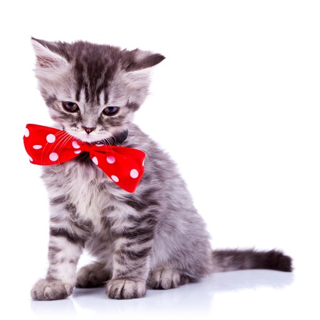 sleepy silver tabby baby cat wearing a big red neck bow on white backgroundの写真素材