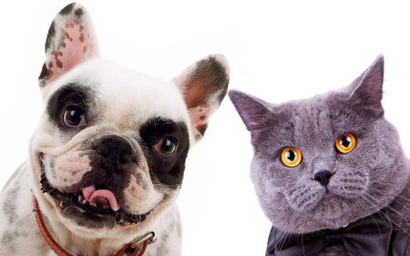 picture of a cat and a dog - British short hair grey cat and french bull dog puppy looking at the...