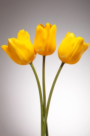 picture of three yellow tulips against gray backgroundの写真素材