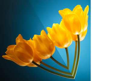 flower love card made of beautiful yellow tulips on blue background